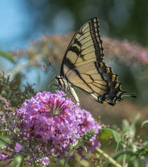 Swallowtail butterflies