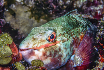 Parrotfish