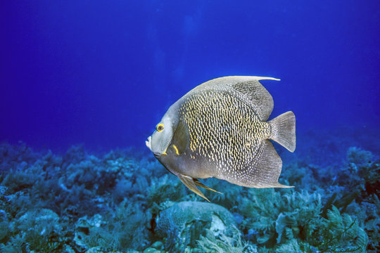 French angelfish © John Anderson