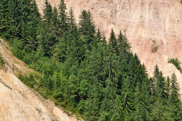 Pine, fir wood