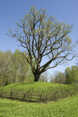 Oak tree in spring