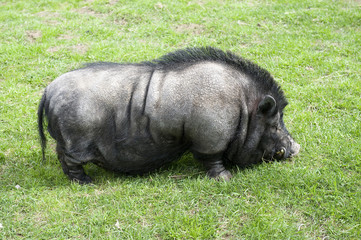 Vietnamese pig