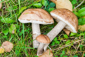 Three cut boletus lie in the grass  (Leccinum scabrum)