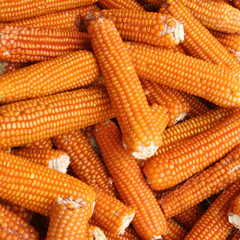 pannocchie arancione