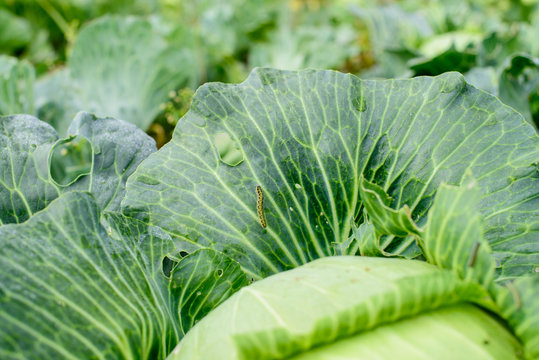 Caterpillar from a cabbage butterfly on Broccoli