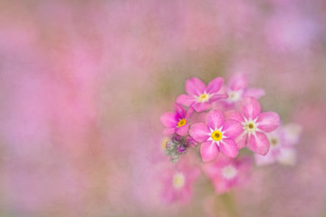 Macro shot of a flower against painterly and blur background