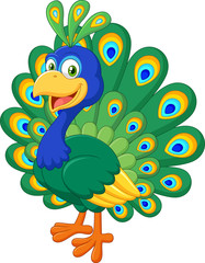Cartoon beautiful peacock isolated on white background