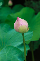 Lotus, Pods of Lotus, flower.