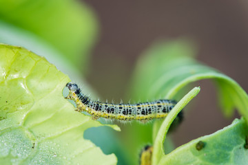 Pieris brassicae caterpillar pest eating leaf, critter called ca