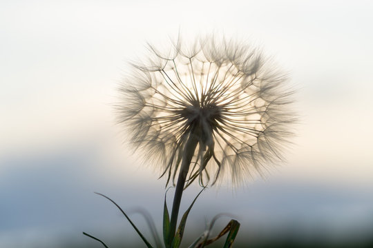 Fototapeta dandelion in the sunset