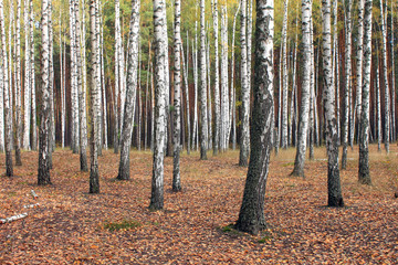 Birch trees in autumn forest with yellow leaves in cloudy weather