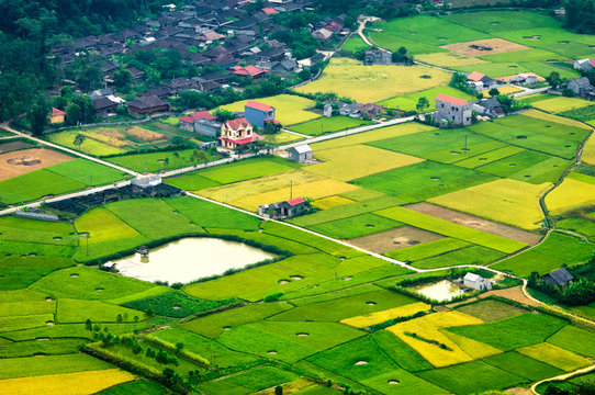 Rice fields in LangSon of northwest vietnam.