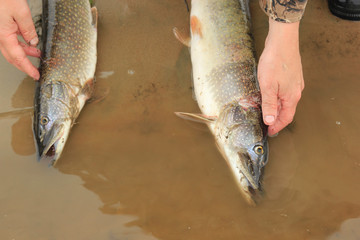 Portrait of a fisherman