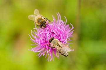Bee color