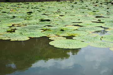 Prickly water lily pond in Mizumoto park
