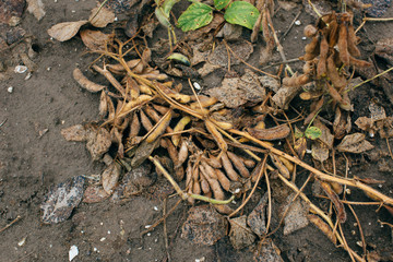 Soy beans in the field almost ready to harvest