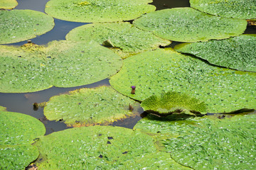 Prickly water lily pond in Mizumoto park