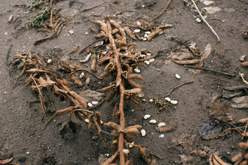 Soy beans in the field almost ready to harvest