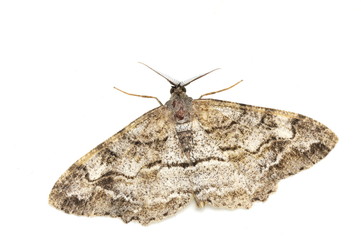 Male mottled beauty geometridae moth Alcis repandata isolated on white background
