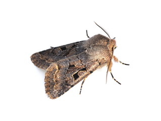 The moth species Hebrew Character, Orthosia gothica isolated on white background - obrazy, fototapety, plakaty