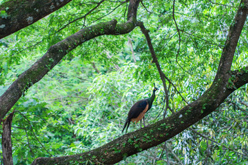 Wildlife, peacocks