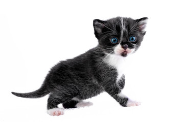 Obraz premium Curious little kitten, isolated on white background