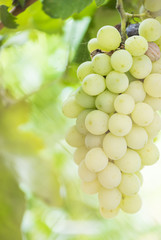 White grapes