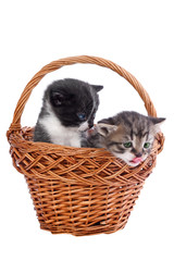 three kittens in a basket, isolated on white