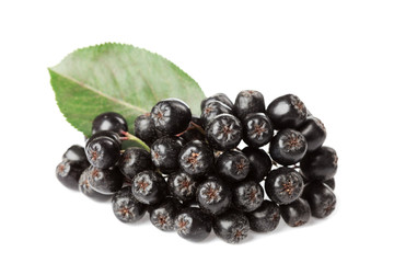 Branch of aronia melanocarpa or black chokeberry on white background