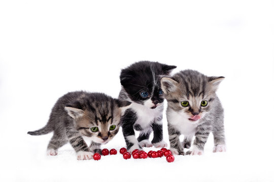 Portrait of group of young cats, isolated on white
