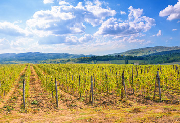 Fototapeta premium Tuscany vineyard