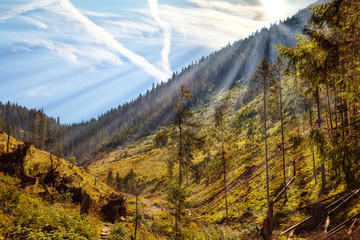 Disease and deforestation along the mountain slopes in Tatras, Poland.