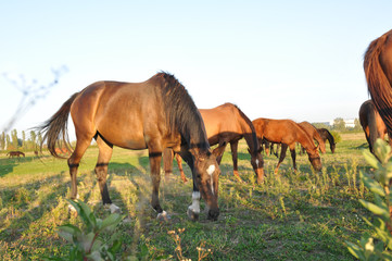 Naklejka na ściany i meble Horse herd in green field