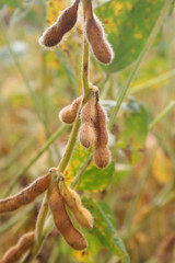 baccelli di soia su pianta in autunno