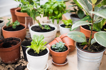 balcony garden 