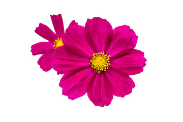 Purple cosmos flower