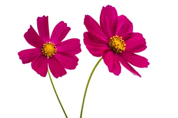Türaufkleber Blumen Lila Kosmosblume