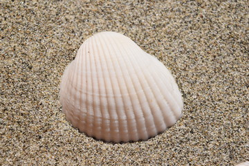 貝殻のテクスチャ／「海イメージ」や「夏イメージ」の背景用素材として使用できる写真です。