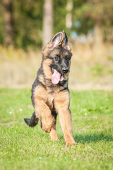 Happy german shepherd dog running