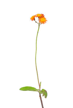 Orangerotes Habichtskraut (Hieracium aurantiacum)