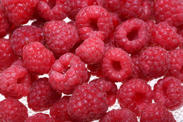 A beautiful selection of freshly picked ripe red raspberries.