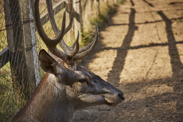 Head of a wild European red deer male ( Cervus Elaphus) resting near a wire fence.