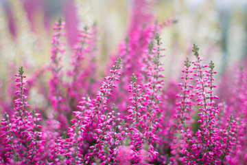 Obraz premium Heather flowers