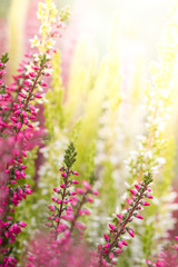 Obraz premium Heather flowers