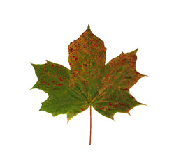 Maple leaf isolated on white background.