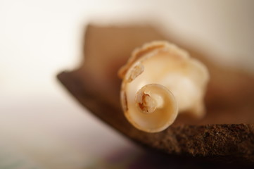 Caracolas marinas sobre cerámica. Macro