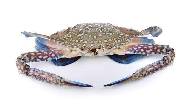 Blue Swimming Crabs on white background