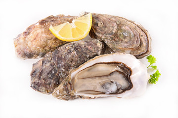 oyster