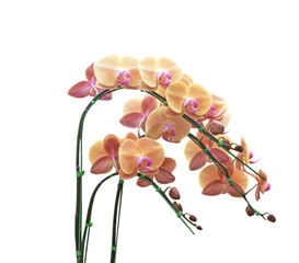 Orchid flowers