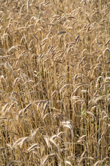 golden wheat in a farm field